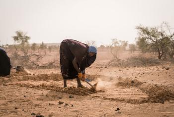 In Mauritania, community members are engaged in a soil rehabilitation project.