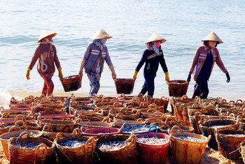 越南的女性正在晒制鱼干。
