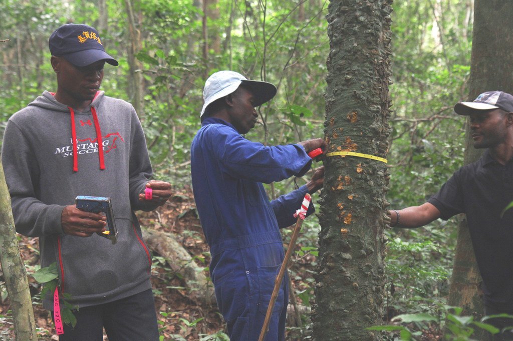 Nchini Jamhuri ya Kidemokrasia ya Congo, DRC FAO kwa ushirikiano na wadau wamefanya ufuatiliaji wa aina za miti kwenye misitu, ikiwa ni mara ya kwanza.