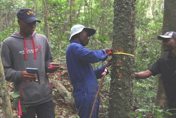 Nchini Jamhuri ya Kidemokrasia ya Congo, DRC FAO kwa ushirikiano na wadau wamefanya ufuatiliaji wa aina za miti kwenye misitu, ikiwa ni mara ya kwanza.