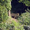 Uma onça-pintada saindo da floresta, no Pantanal, Brasil