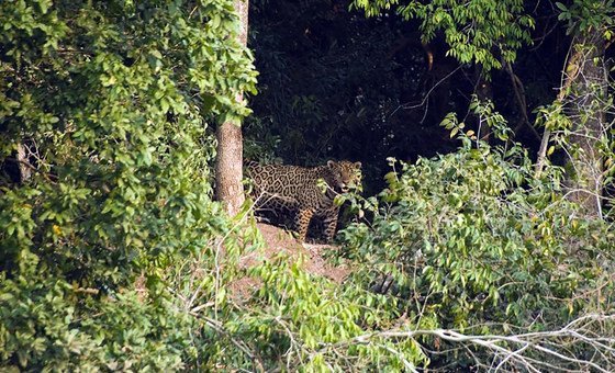 ONU ressalta esforços para salvar animais que estão à beira da extinção