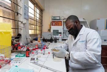 尼日利亚一家教学医院的微生物学实验室里，一名医生正在检查样本。
