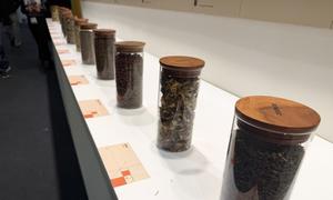 A row of glass jars with wooden lids containing various dried herbs, displayed at the Traditional Medicine Summit in India, organized by WHO.