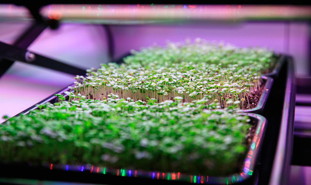 Bandejas de microvegetales verdes creciendo bajo luces violetas en el Área de Producción Vegetal del Centro Espacial Kennedy de la NASA.