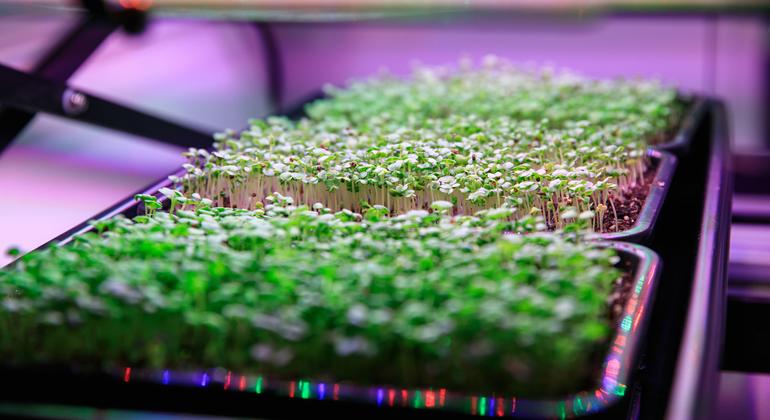 En el Centro Espacial Kennedy de la NASA, en Florida (EE.UU.), se cultivan microvegetales nutricionales.