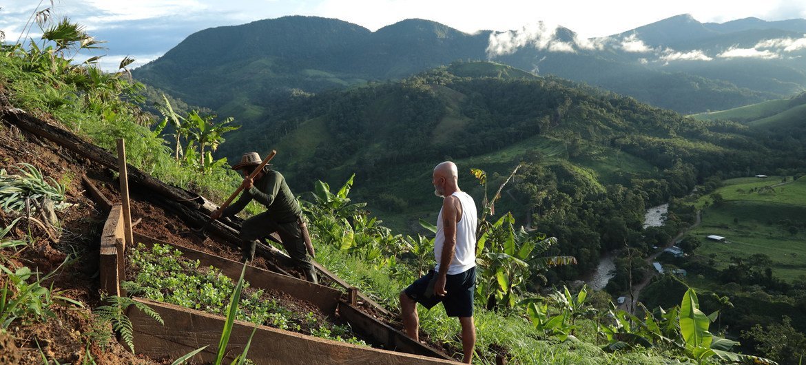 Antiguos combatientes de las FARC trabajando la tierra.