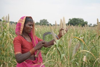 भारत के तेलंगाना में एक महिला किसान हंसिया से बाजरा की कटाई कर रही है।
