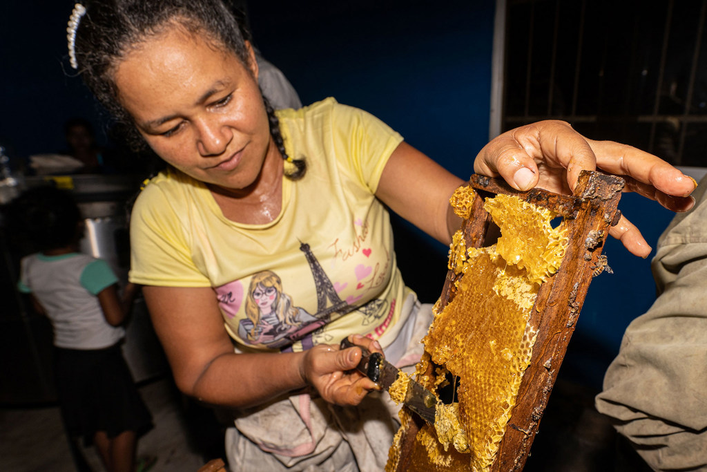Autrefois effrayée par les abeilles, Ligia Elena chérit aujourd'hui ces créatures qui lui permettent de gagner sa vie depuis 17 ans, grâce à un programme de la FAO dans son village.