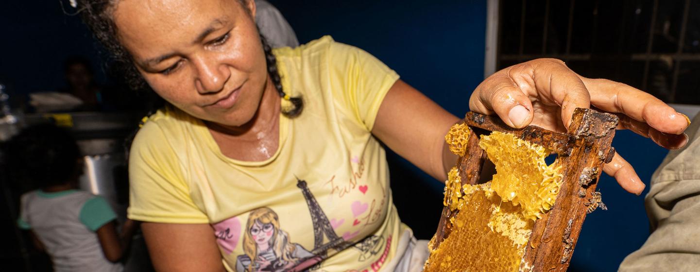 Bir zamanlar arılardan korkan Ligia Elena, şimdi köyünde bir FAO programıyla başlayan geçim kaynağı olan ve son 17 yıldır geçimini sağlayan bu canlıları besliyor.