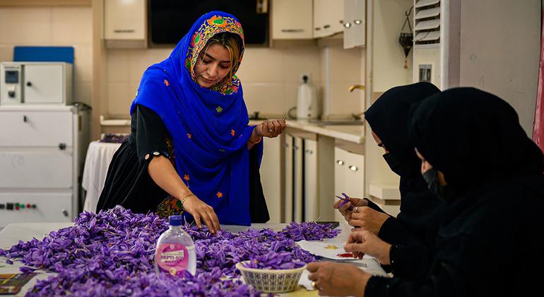 Shabita Omidwar junto a sus empleados en su empresa que procesa, envasa y vende azafrán y recibió una subvención del PNUD/UE, en la ciudad de Herat, al oeste de Afganistán, el 12 de noviembre de 2024. (Foto de Elise Blanchard para el PNUD). Shabita Omidwar junto a sus empleados en su empresa que procesa, envasa y vende azafrán y recibió una subvención del PNUD/UE, en la ciudad de Herat, al oeste de Afganistán, el 12 de noviembre de 2024. (Foto de Elise Blanchard para el PNUD).
