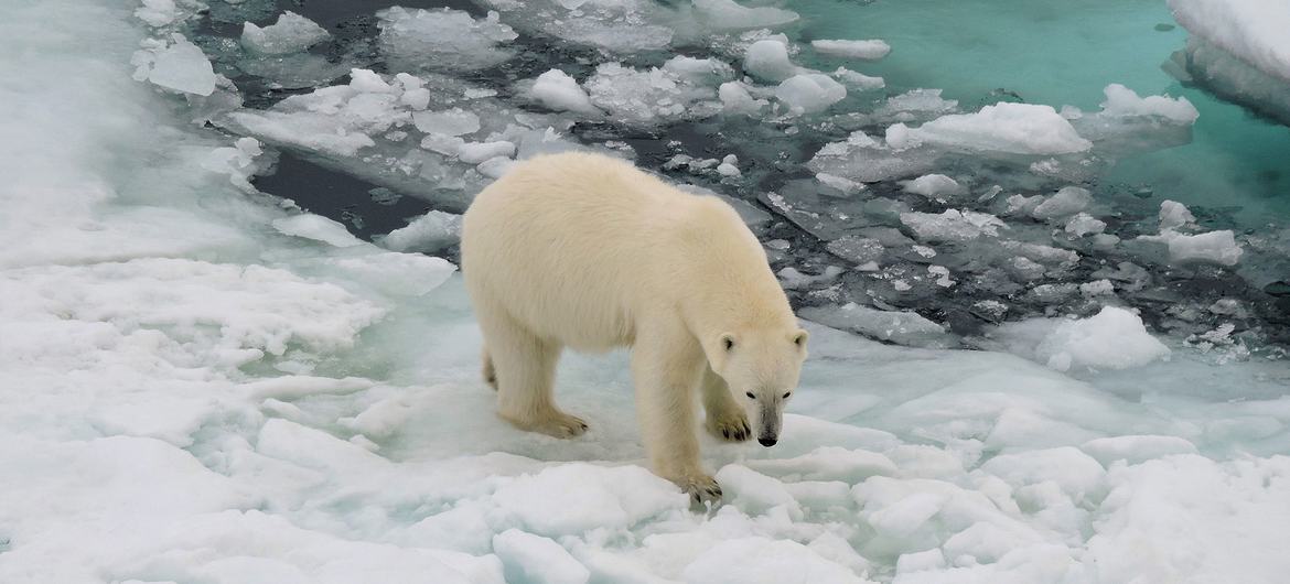 The polar bear's natural habitat is disappearing as ice caps melt due to climate change.