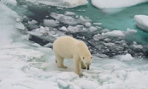 The polar bear's natural habitat is disappearing as ice caps melt due to climate change.