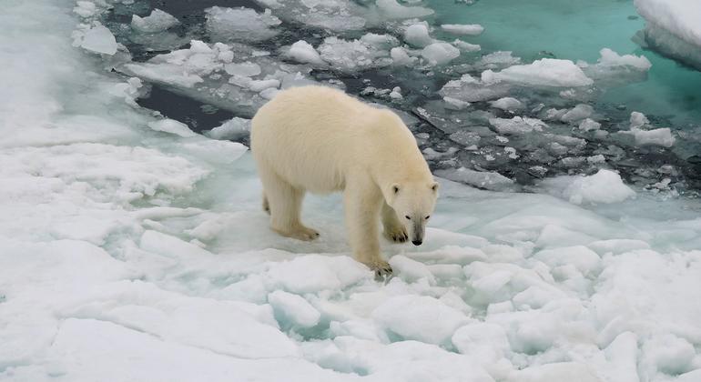 The polar bear's natural habitat is disappearing as ice caps melt due to climate change.