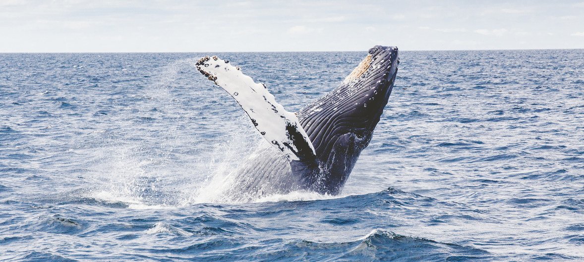Marine biologists have discovered that whales capture tonnes of carbon from the atmosphere.