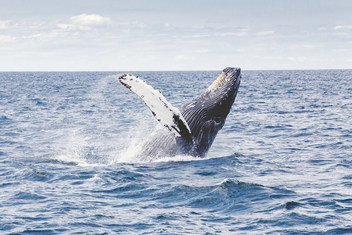 اكتشف علماء الأحياء البحرية أن الحيتان تلتقط أطنانا من الكربون من الجو.