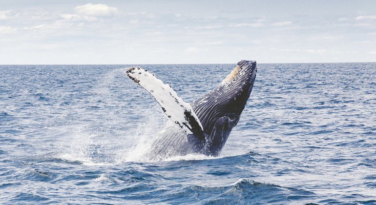 BM delegeleri, uluslararası sularda deniz biyoçeşitliliğini korumak için tarihi bir anlaşmaya vardı

 Nguncel.com