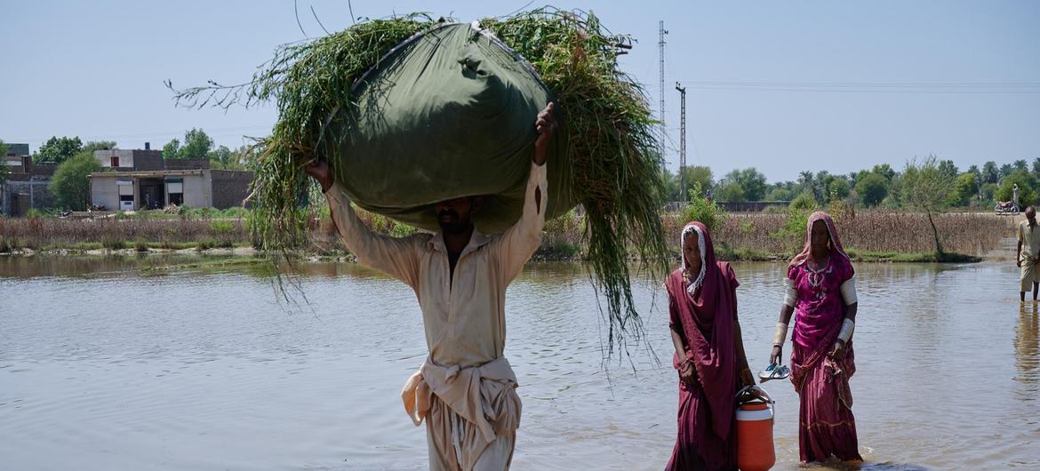 Aldeanos del distrito pakistaní de Khairpur Mirs, en la provincia de Sindh, atraviesan terrenos inundados para llegar a sus casas. 