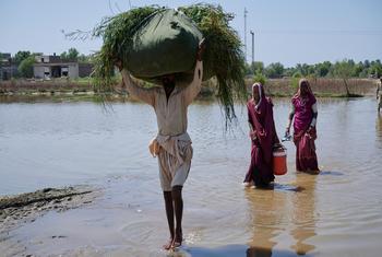 قرويون في منطقة خيربور ميرس بباكستان في إقليم السند يعبرون الأراضي التي غمرتها المياه للوصول إلى منازلهم.