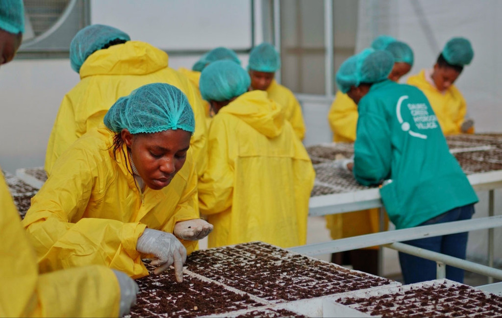 Agronomy training sessions held at the project held in partnership with the Accelerate-2-Demonstrate Facility implemented with UNIDO.