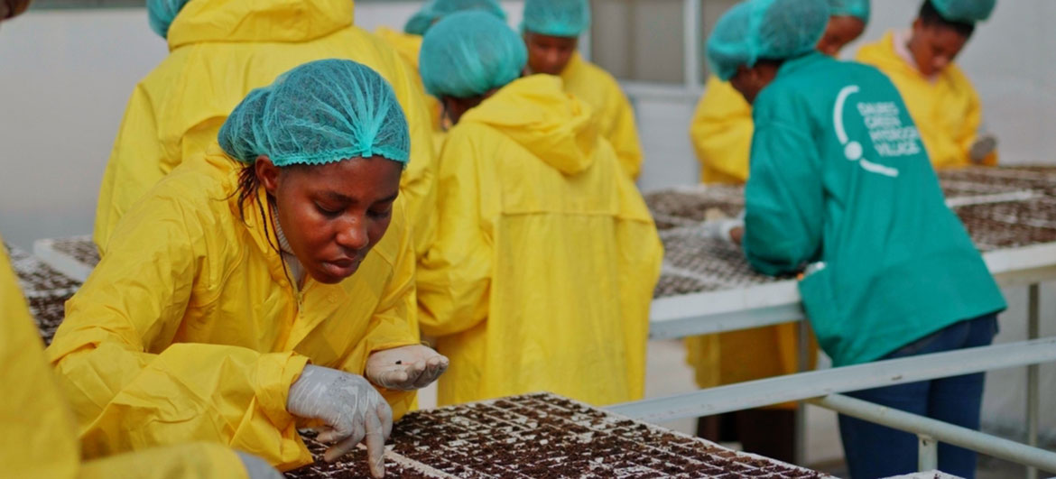 Agronomy training sessions held at the project held in partnership with the Accelerate-2-Demonstrate Facility implemented with UNIDO.