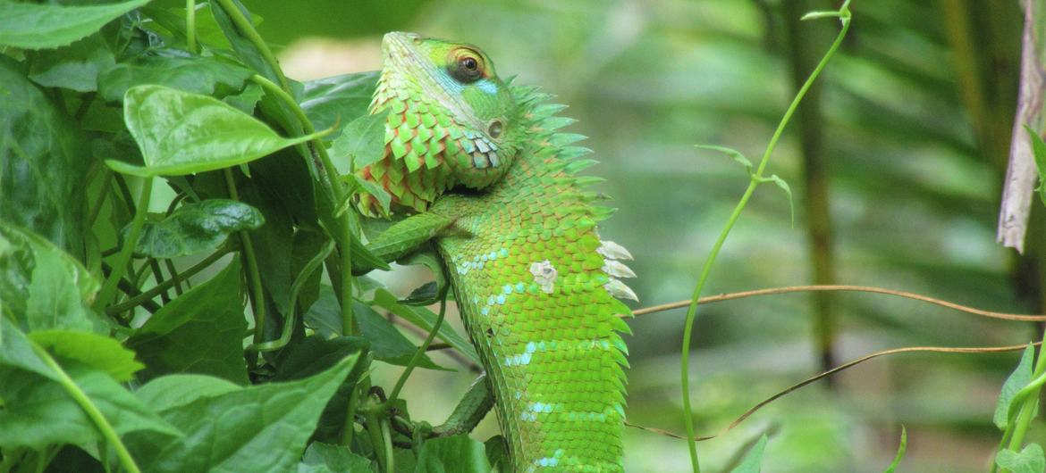 Green forest lizards are found in forests in India and Sri Lanka.