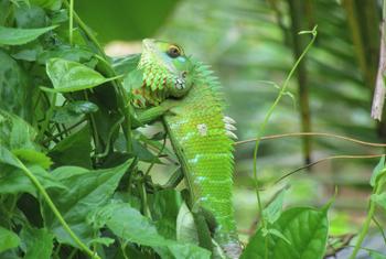 在印度和斯里兰卡森林中的绿色森林蜥蜴。
