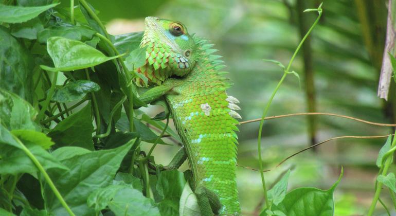 Los lagartos verdes de los bosques habitan en los bosques de la India y Sri Lanka.