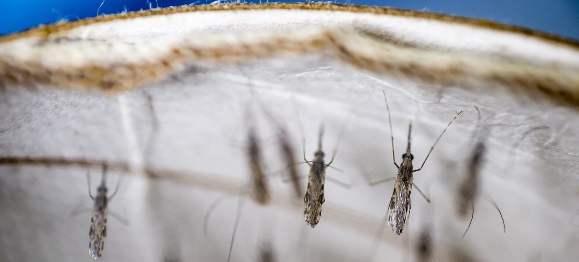 Mosquitos Anopheles no laboratório do instituto de pesquisa Kemri/CDC nos arredores de Kisumu, Quênia