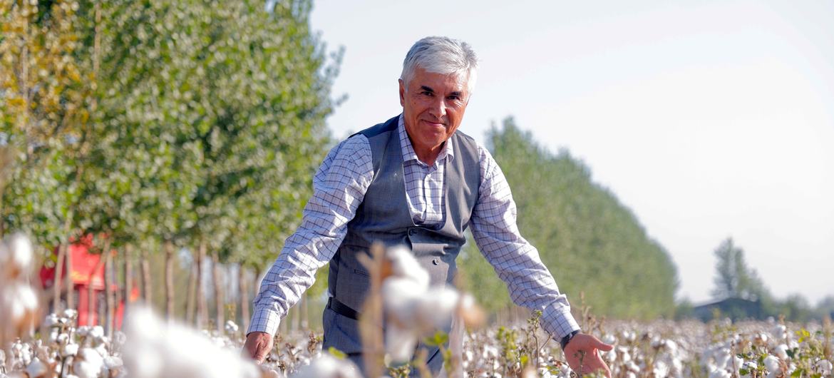 Хлопок в Центральной Азии возделывается с III-IV веков до нашей эры.