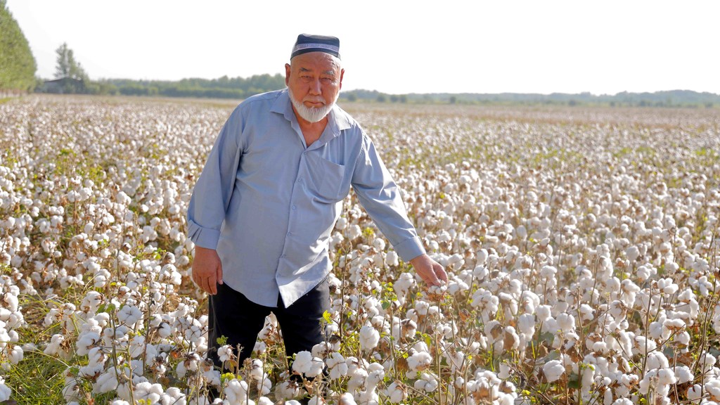 Пожилой узбек в светло-голубой рубашке и традиционной шапке стоит посреди обширного поля белых хлопковых коробочек и осматривает урожай.