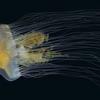 Медузы играют очень важную роль в океанических экосистемах. 
