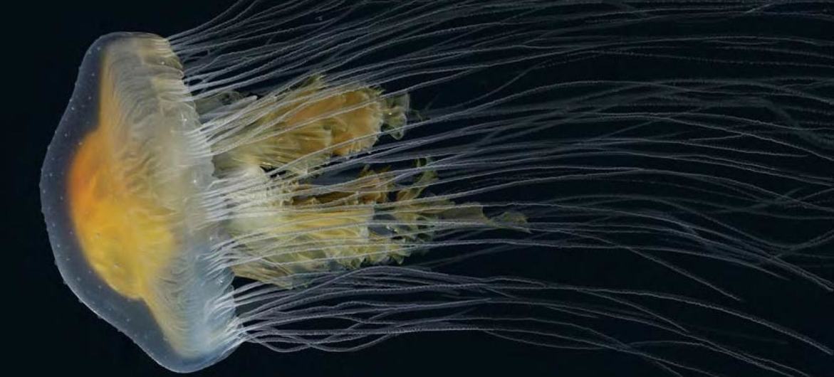 Медузы играют очень важную роль в океанических экосистемах. 