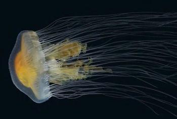 Медузы играют очень важную роль в океанических экосистемах. 