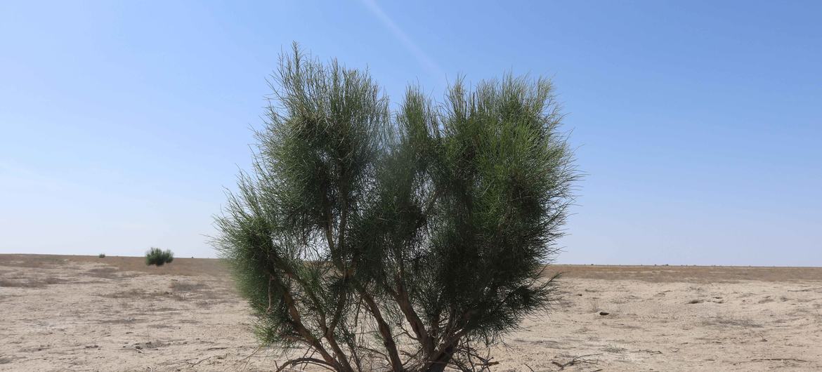 Um arbusto solitário e resistente ergue-se numa vasta paisagem árida sob um céu azul límpido, representando as condições ambientais da região do Mar de Aral, no Cazaquistão.