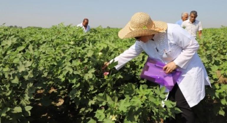 С помощью изотопных методов азербайджанские исследователи и фермеры получают важные данные, позволяющие оптимизировать использование удобрений и повысить эффективность производства хлопка при сохранении здоровья почв.