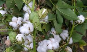 Хлопководство в Азербайджане зародилось тысячи лет назад. 