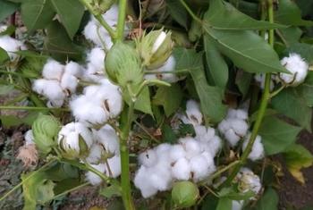 Cerca de 32 milhões de produtores fazem parte da produção do algodão