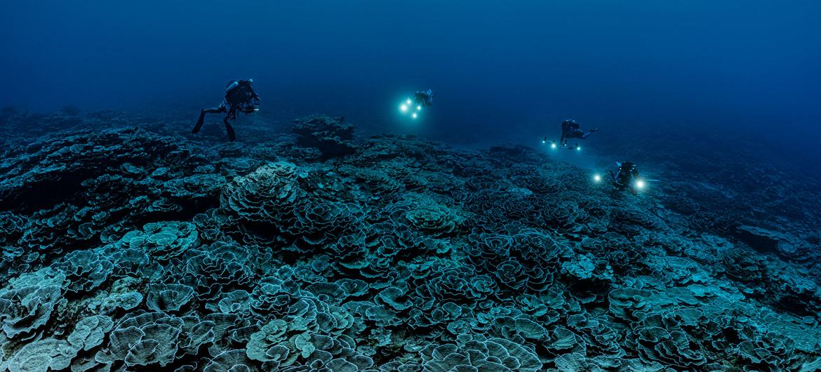 Une mission de recherche scientifique soutenue par l'UNESCO a découvert l'un des plus grands récifs coralliens du monde au large des côtes de Tahiti.