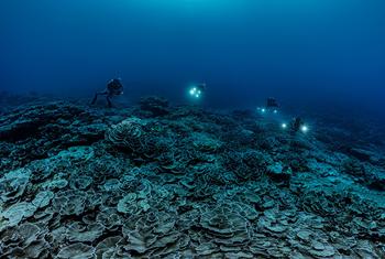 Vue sous-marine d'un récif corallien profond à Tahiti, exploré par plusieurs plongeurs.