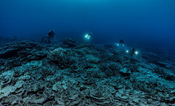 Une mission de recherche scientifique soutenue par l'UNESCO a découvert l'un des plus grands récifs coralliens du monde au large des côtes de Tahiti.