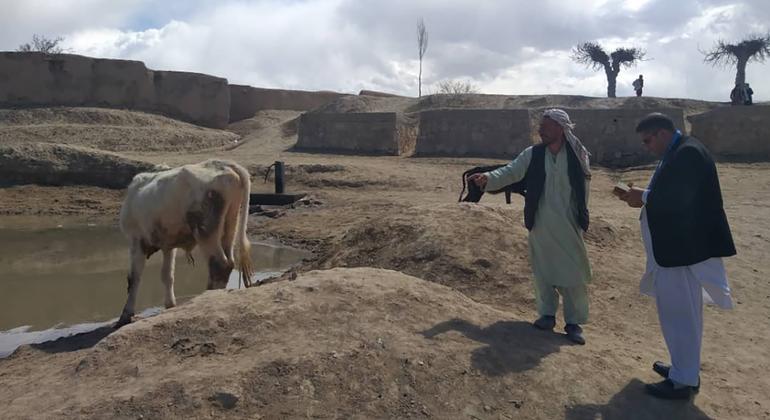 एफ़एओ, गाँव में बुनियादी ढाँचा बनाने में मदद कर रहा है, सिंचाई पर ध्यान केंद्रित कर रहा है जो इसकी कृषि अर्थव्यवस्था के लिए महत्वपूर्ण है. 