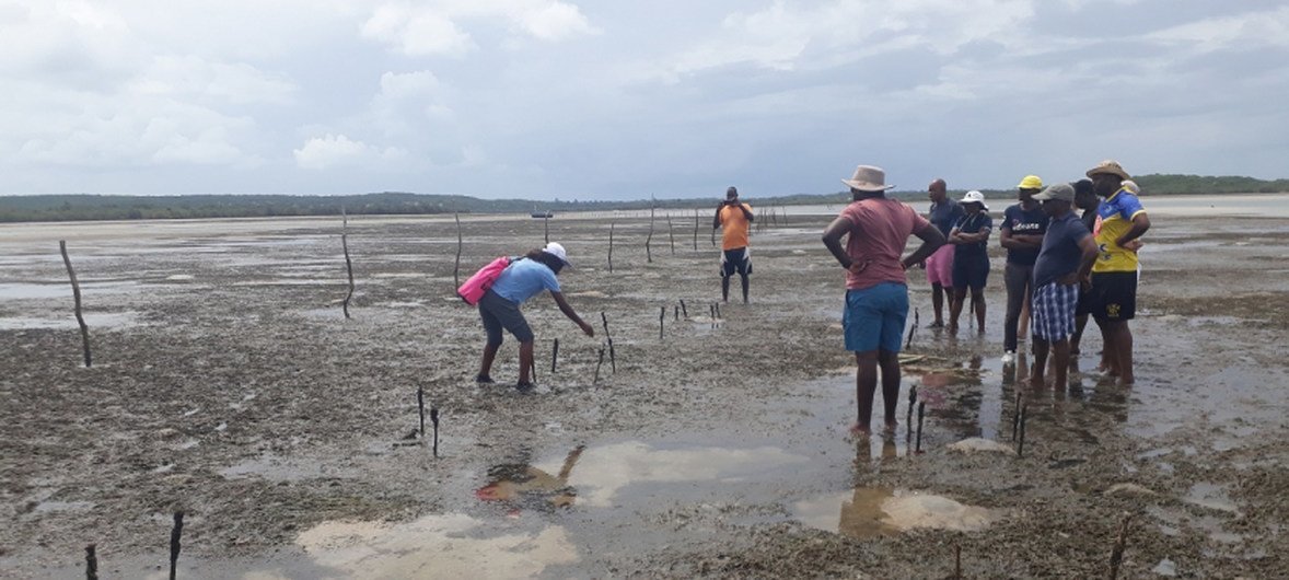 Des herbiers marins lors de la marée basse dans la baie de Maputo, Mozambique.