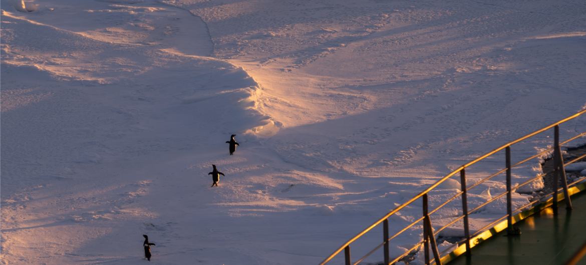 imagens da Expedição Internacional de Circunavegação Costeira Antártica