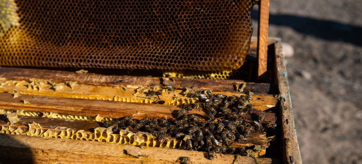 A formação também ajuda as apicultoras a compreender melhor as datas em que o mel pode ser produzido na sua região, abrindo a produção para duas épocas anuais. 