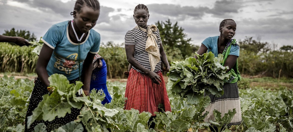 A young girl helps collect her family's harvest in Amudat, Uganda.