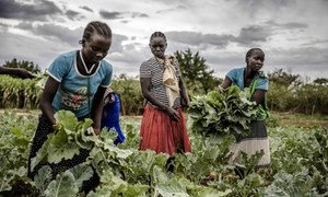 A young girl helps collect her family's harvest in Amudat, Uganda.