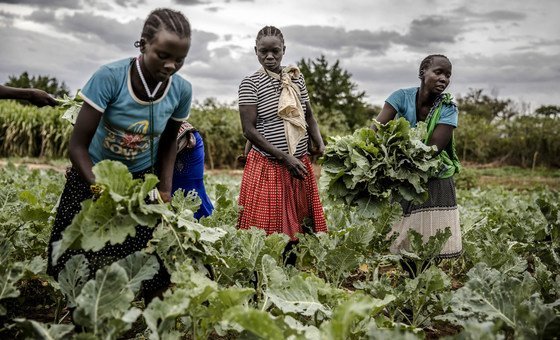 LDC5: UN conference weighs building resilient agrifood systems in the face of risk and uncertainty LDC5: UN conference weighs building resilient agrifood systems in the face of risk and uncertainty