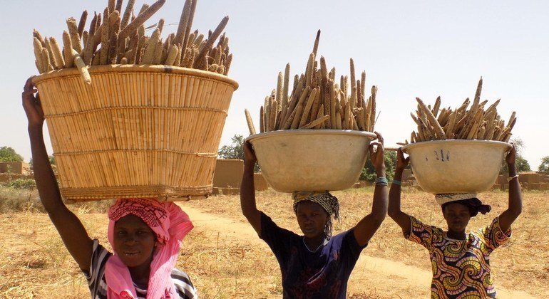 Mujeres llevando a casa la cosecha de mijo perla en Mali.