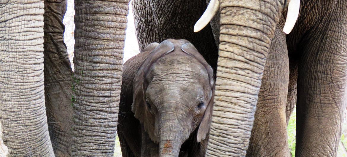 Pachyderm protection: Elephant mothers around baby.